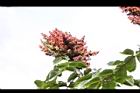 鹽膚木-鹽實00.JPG