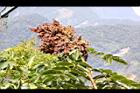 鹽膚木-鹽實01.JPG