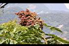 鹽膚木-鹽實02.JPG
