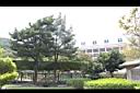 羅漢松21.JPG