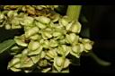 羊蹄-種子11.JPG
