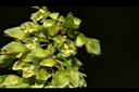 羊蹄-花02.JPG