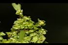 羊蹄-花04.JPG
