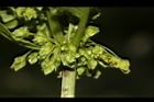 羊蹄-花07.JPG