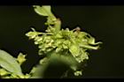 羊蹄-花11.JPG