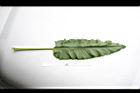 羊蹄-葉正03.JPG