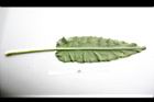羊蹄-葉背01.JPG