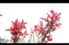 美人蕉-花47.jpg