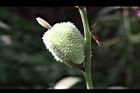 美人蕉-青實05.jpg