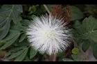 白絨球-花04.jpg