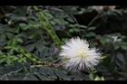 白絨球-花05.jpg