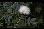 白絨球-花06.jpg
