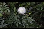 白絨球-花07.jpg