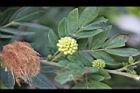 白絨球-花苞.jpg
