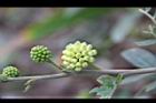 白絨球-花苞0.jpg