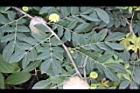 白絨球-花苞1.jpg