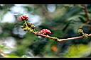 美洲合歡-花苞02.JPG