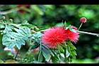 美洲合歡-花01.JPG
