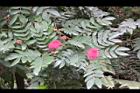 美洲合歡-花07.jpg