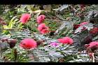 美洲合歡-花08.jpg