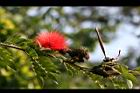美洲合歡-花09.jpg