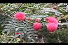 美洲合歡-花10.jpg