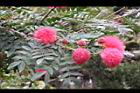 美洲合歡-花11.jpg