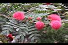 美洲合歡-花12.jpg