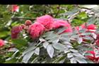 美洲合歡-花13.jpg