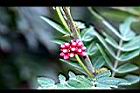 美洲合歡-花苞03.JPG
