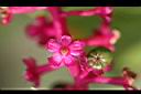 美洲商陸-花萼02.JPG