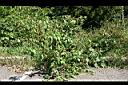 美洲商陸10.jpg