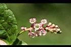美洲商陸-花01.jpg
