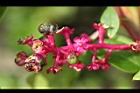 美洲商陸-花萼01.JPG