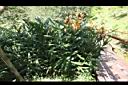 美麗蝶薑-花03.JPG