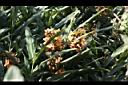 美麗蝶薑-花07.JPG