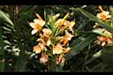 美麗蝶薑-花11.JPG