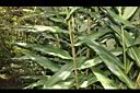 美麗蝶薑-葉00.JPG