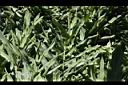 美麗蝶薑04.JPG
