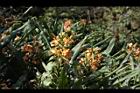 美麗蝶薑-花04.JPG