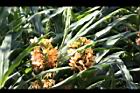 美麗蝶薑-花06.JPG