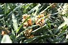 美麗蝶薑-花08.JPG