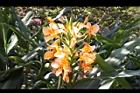 美麗蝶薑-花09.JPG