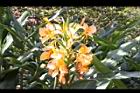 美麗蝶薑-花10.JPG