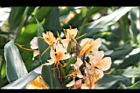 美麗蝶薑-花14.JPG