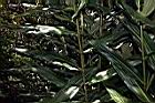 美麗蝶薑-葉01.JPG