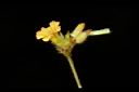 羞禮花-花02.JPG