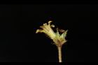 羞禮花-花20.JPG