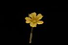 羞禮花-花26.JPG