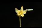 羞禮花-花30.JPG